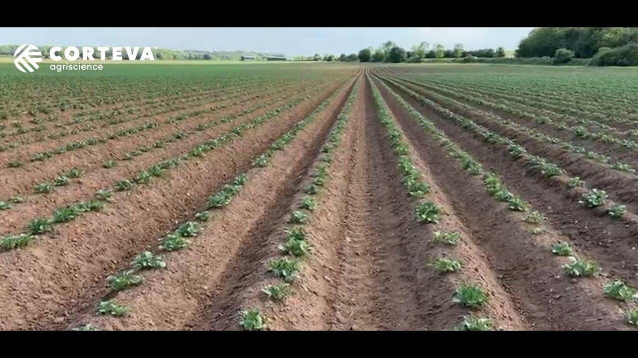 Potato fungicide programmes: Stewardship reminder and get the crop off to the best start with Option