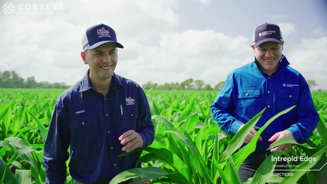 Angus Legoe’s approach to Fall Armyworm Management in Northern Rivers with Intrepid Edge