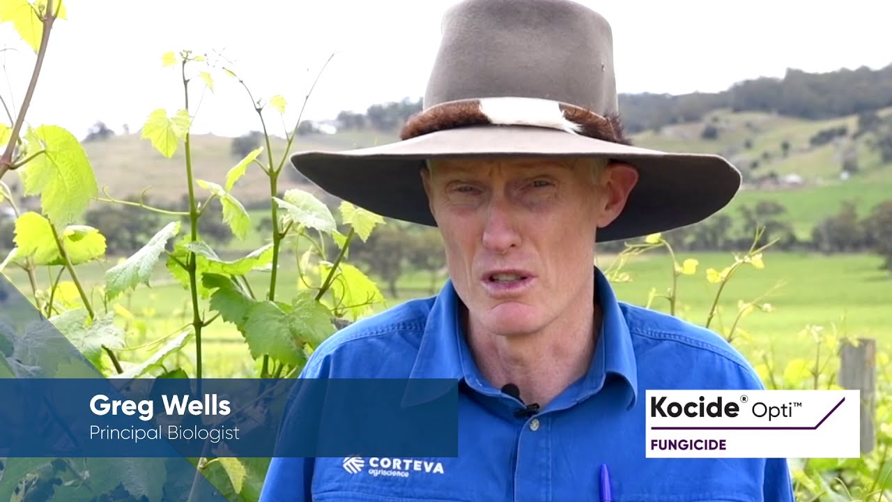 Kocide Opti - protection against Downy Mildew