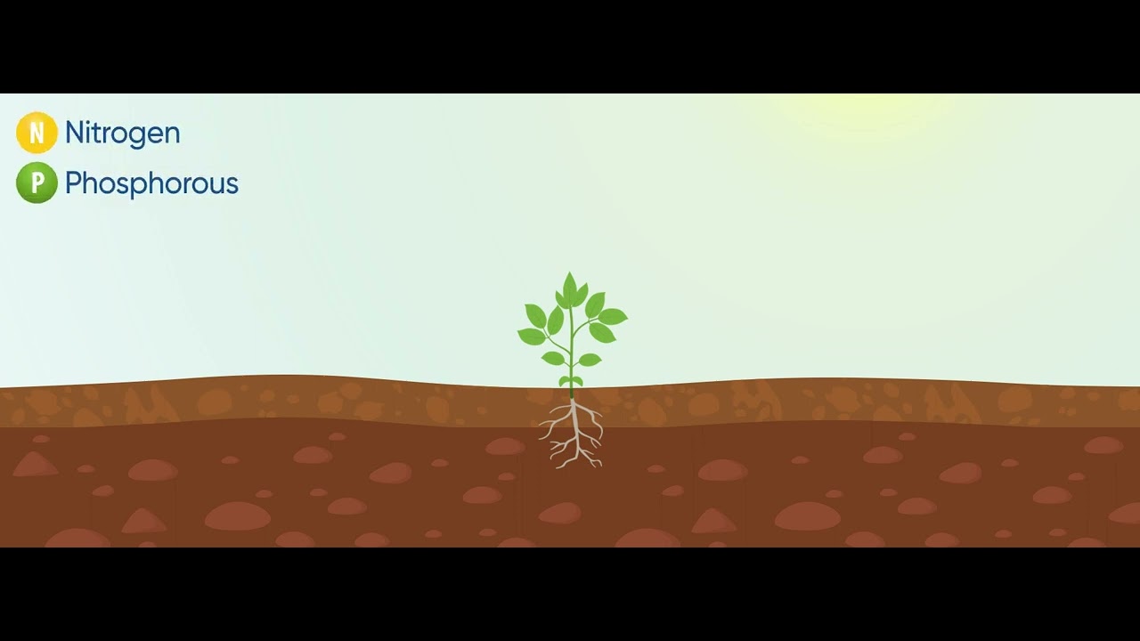 How Do Biostimulants Work?