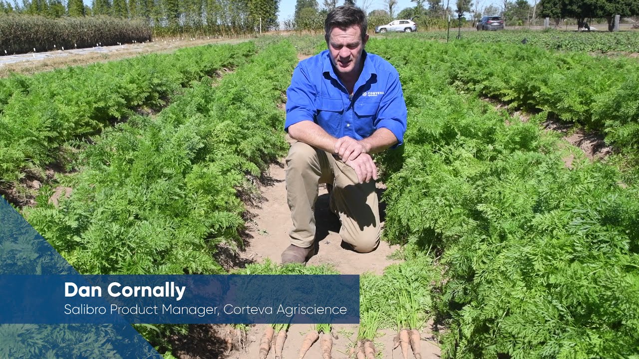 Salibro® Reklemel active nematicide carrot trial against commercial standards