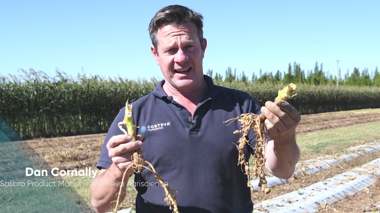 Salibro® Reklemel active nematicide curcurbit trial comparing root systems