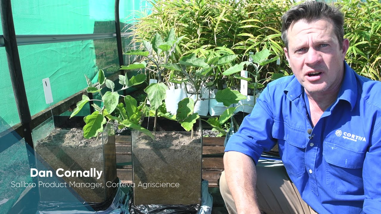 Salibro® Reklemel active nematicide vs untreated in a pot trial