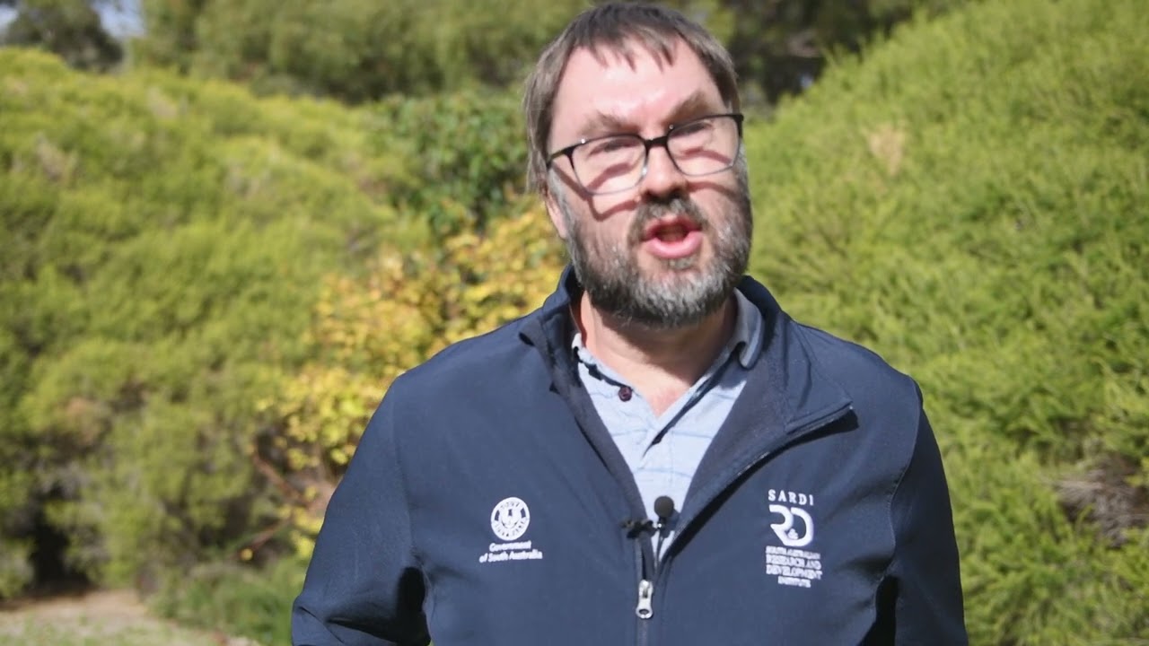 Salibro Reklemel active: Nematode control - a whole system approach