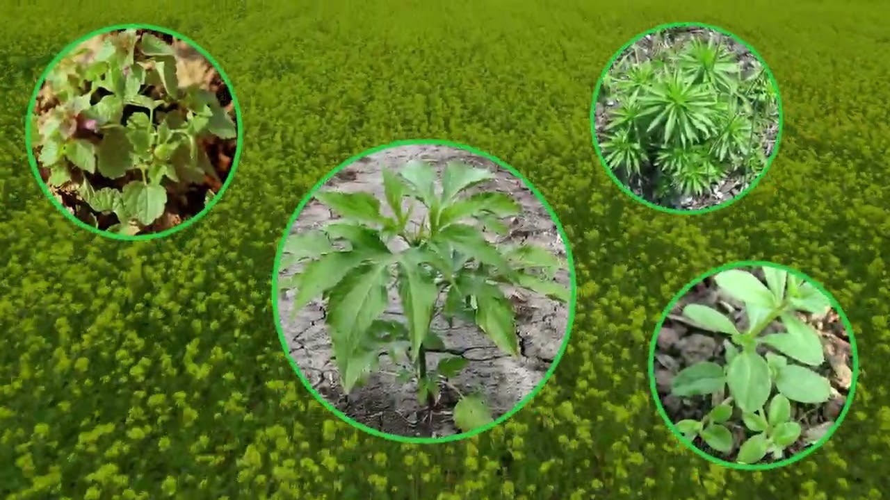 Arylex Active: Flexible for My Farm