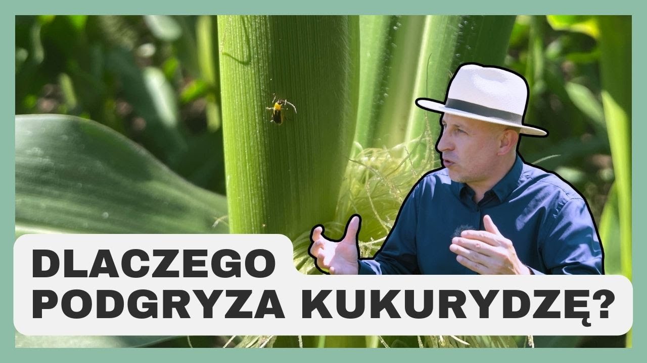 Dlaczego stonka kukurydziana podgryza kukurydzę? Szkodliwość i ochrona kukurydzy 