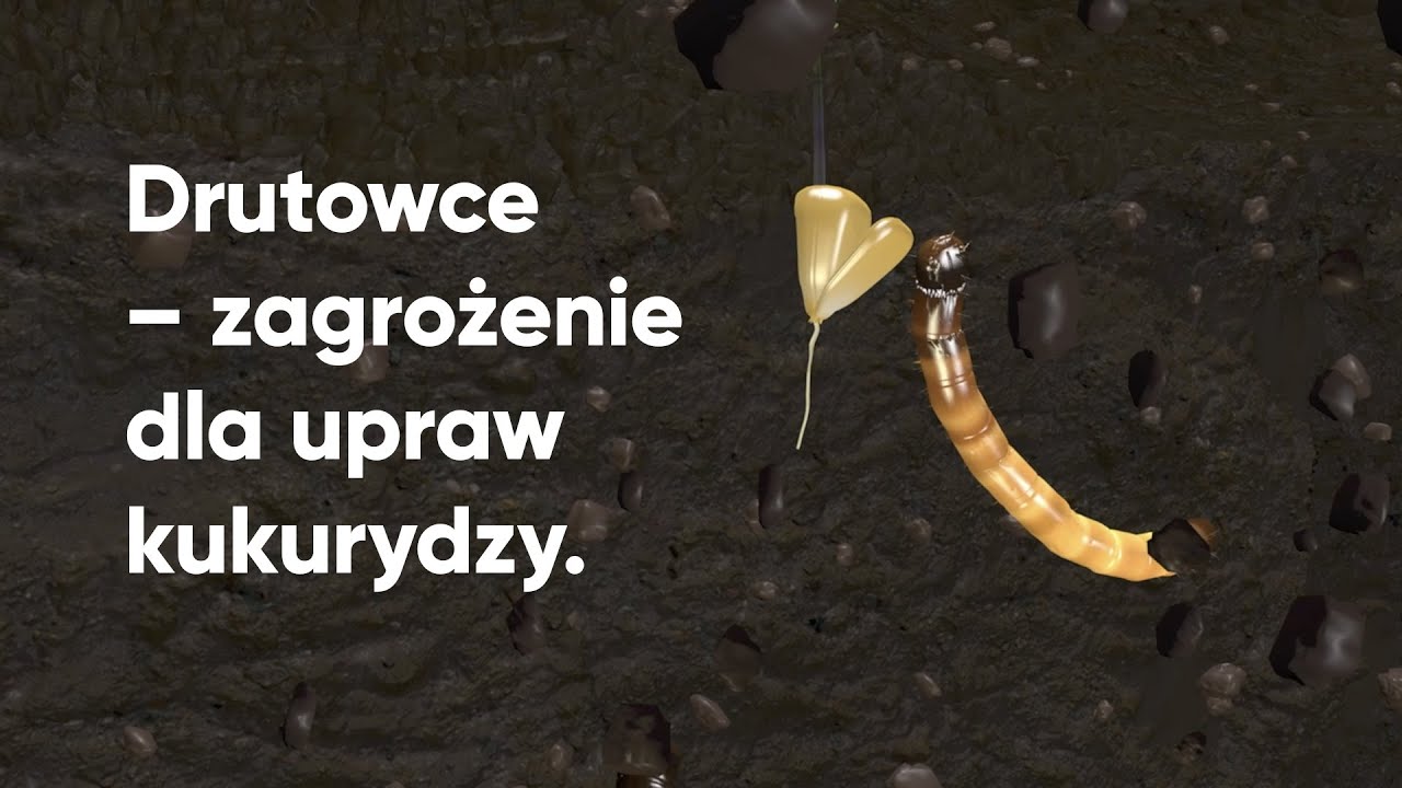 Jak zabezpieczyć plantację kukurydzy przed drutowcami?