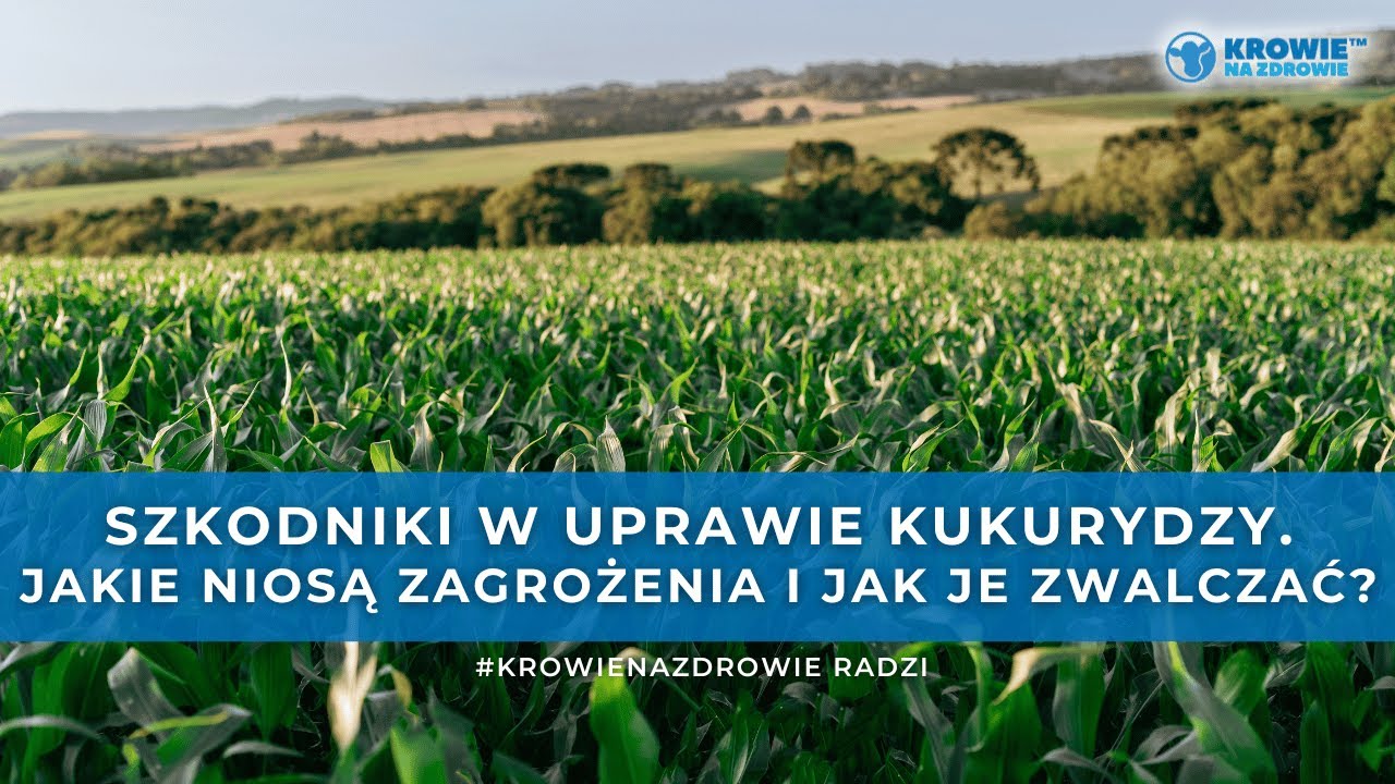 Jak zwalczać szkodniki w kukurydzy KISZONKOWEJ? | Zagrożenia i sposoby walki | KrowieNaZdrowie radzi