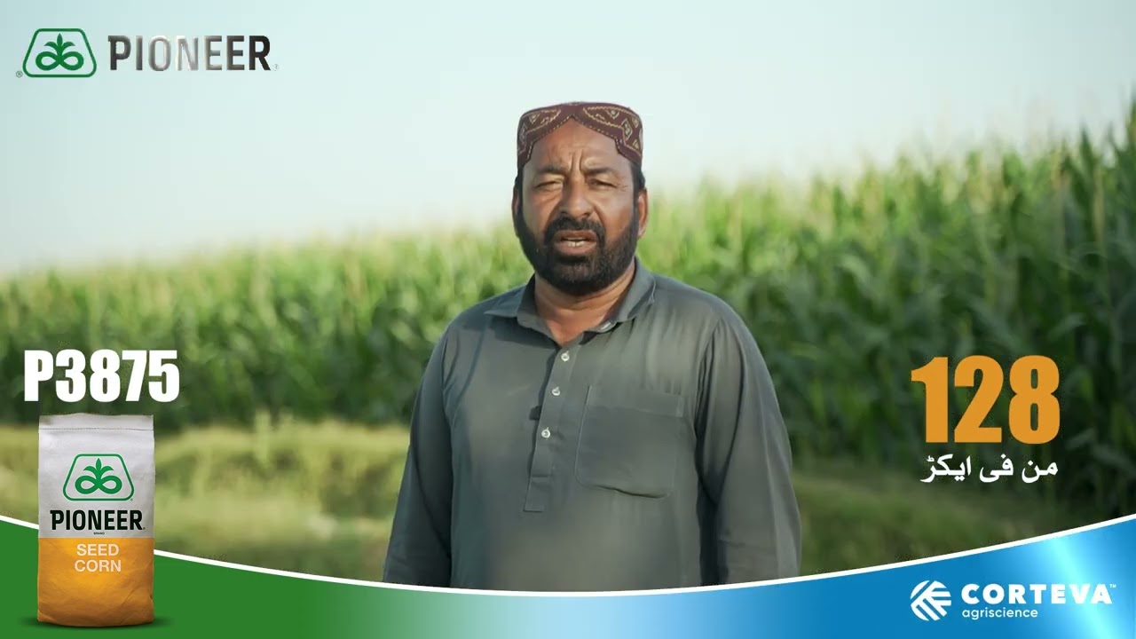 Testimonial P3875 Hybrid - Haji Allah Yar - Kharor Pakka