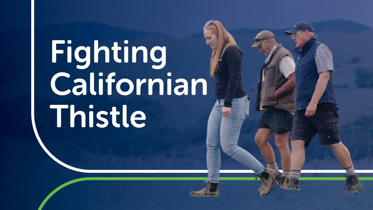 How a Wairarapa Farmer Is Tackling Californian Thistles with the 3-Step Control Programme