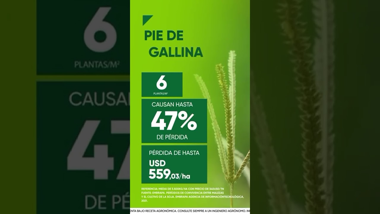 Protegé tu soja: el impacto de las malezas en Paraguay