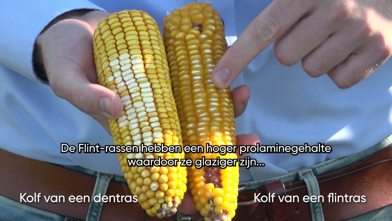 Verschillen tussen Dent- en Flint-maisrassen
