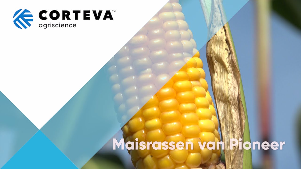 Maisras P8057: een zekerheid én resistent tegen maiskopbrand
