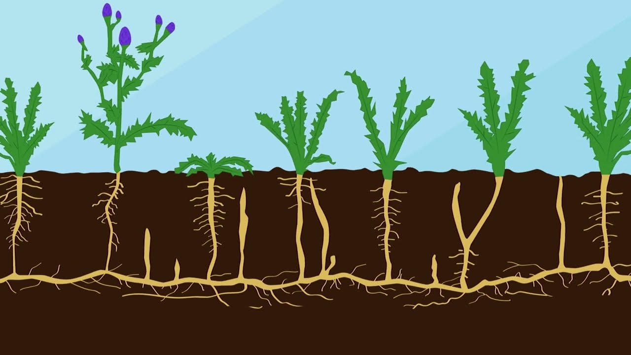 Get control of Canada thistle | Corteva Agriscience Canada