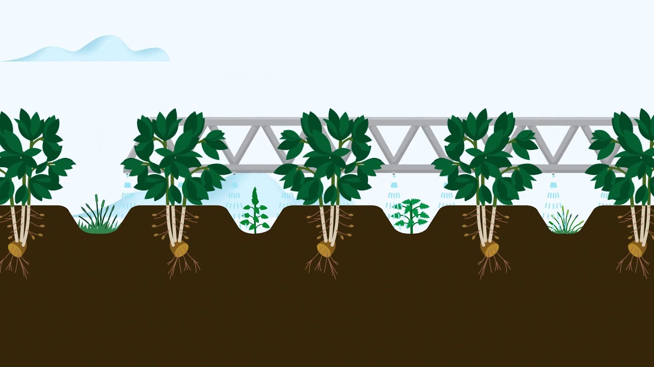 Controlling pests and weeds in potato crops | Corteva Agriscience Canada
