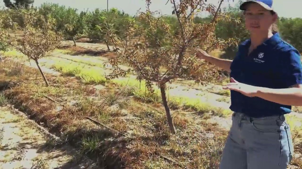 Salibro™ CA on almond trees | Stacey Swanson