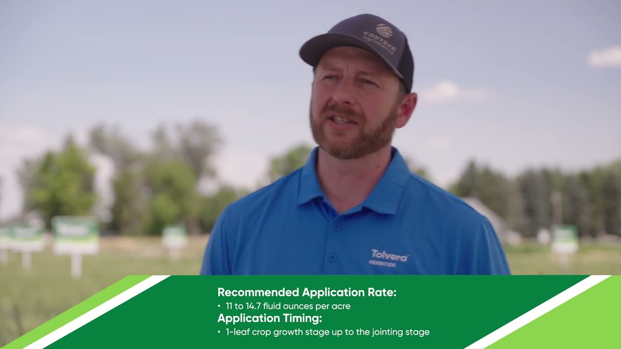 Solve Tough Grass and Broadleaf Weed Challenges in Cereals Crops with Tolvera® Herbicide
