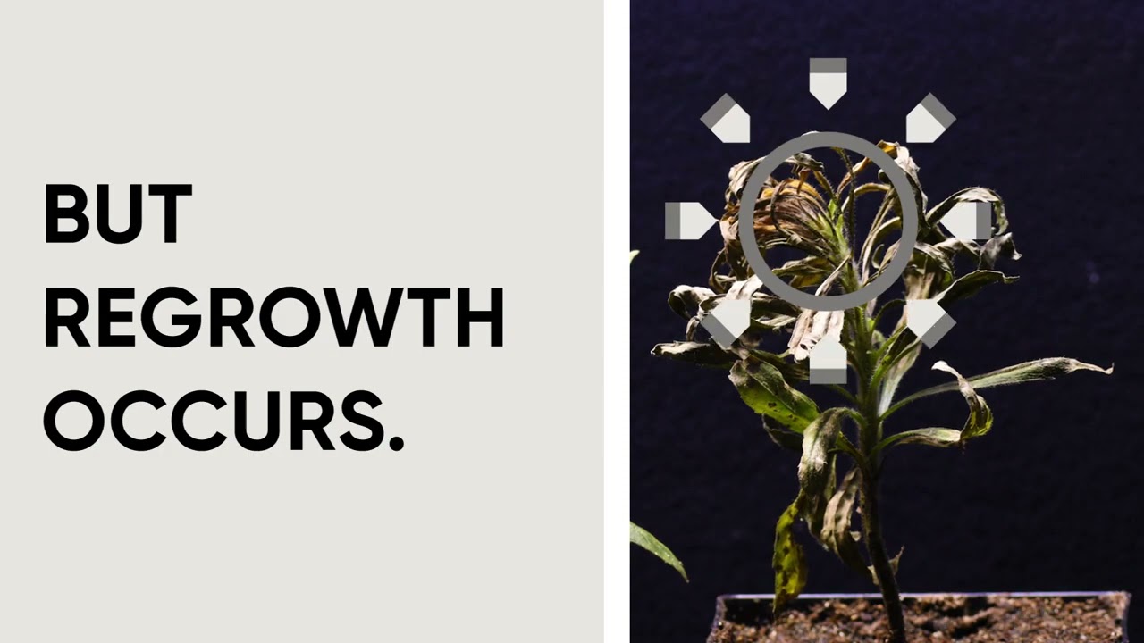 Elevore — better than the competition