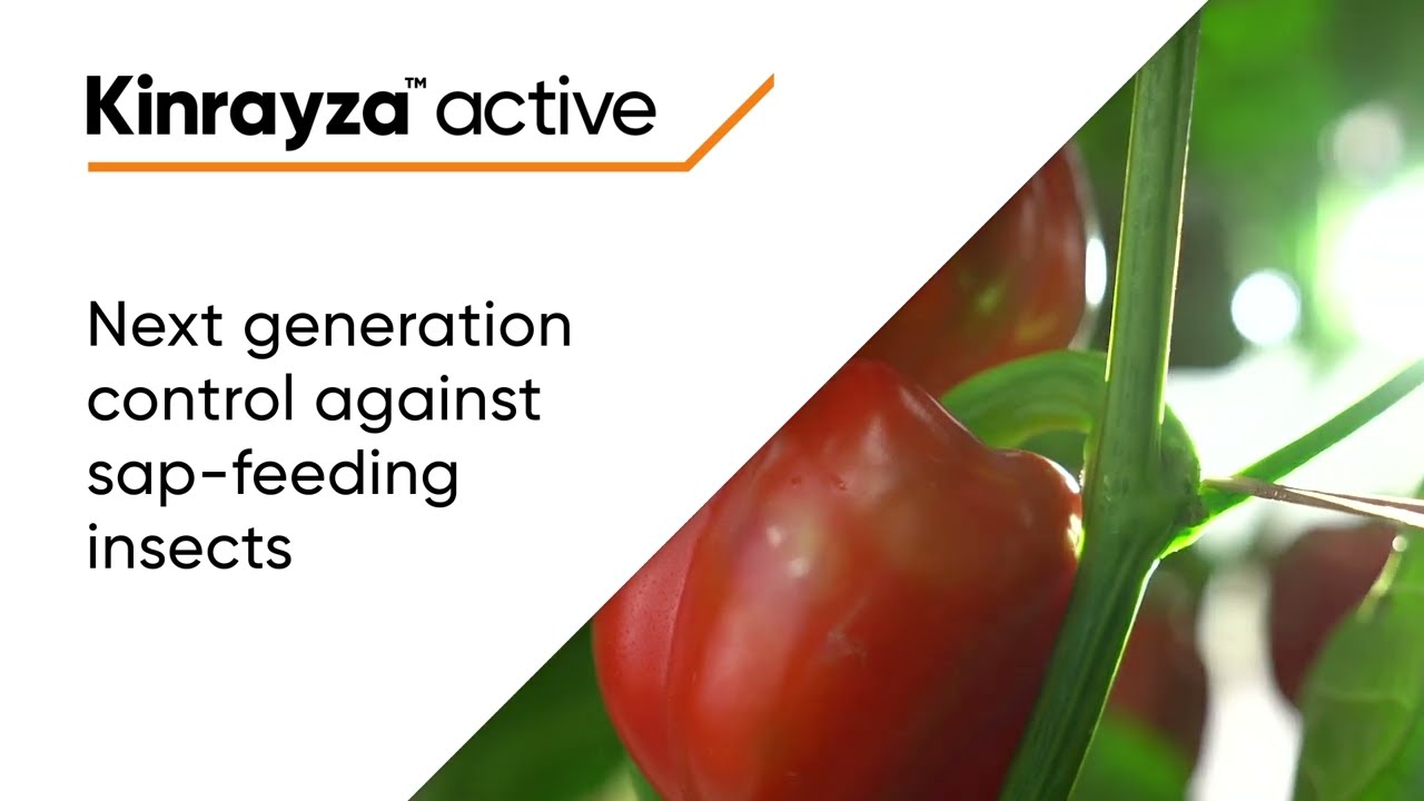 Kinrayza active   Our next innovation