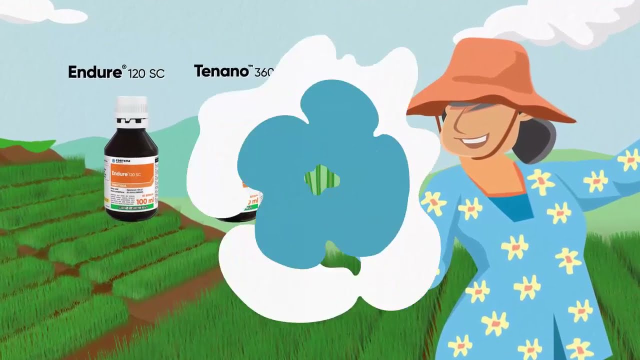 Pakai Endure® 120 SC dan Tenano™ 360 SC, Perlindungan Terpercaya, Maksimal Panennya