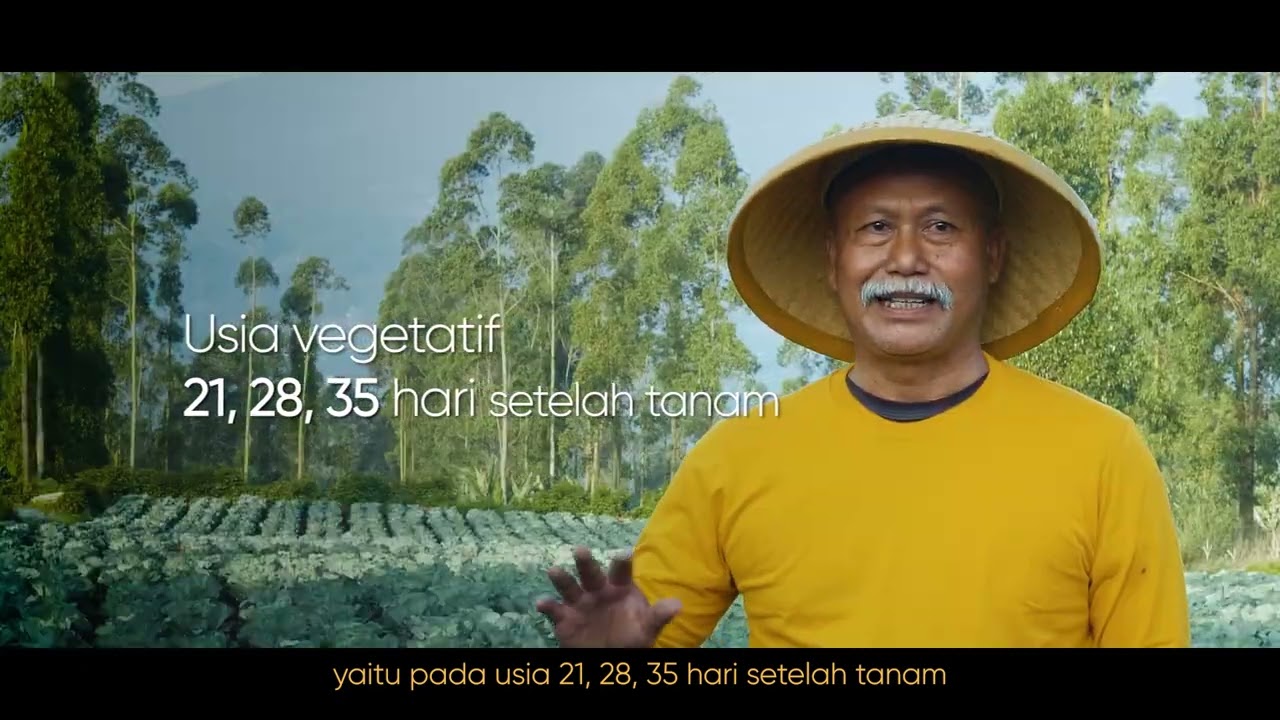Tips Menangani Hama dan Penyakit Pada Tanaman Kubis.