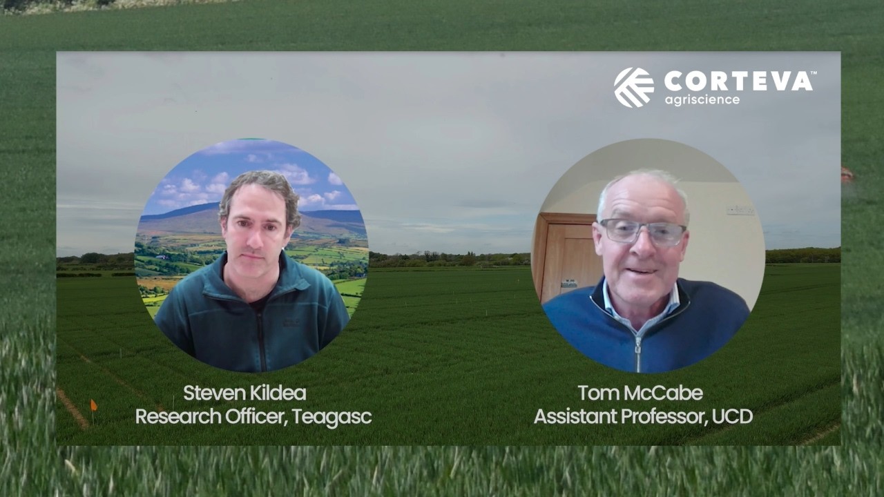 Spring 2026: Fungicide choice is key to getting the most from wheat crops this year