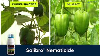 Improving greenhouse pepper yield and quality with Salibro nematicide