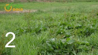 Grass into Gold odc. 2 - Jak poprawnie dokonać renowacji łąki lub pastwiska.
