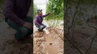 Reklemel active nematode control in tomatoes