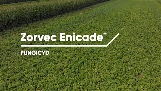 Zorvec Enicade® - najnowszy fungicyd do zwalczania zarazy ziemniaczanej