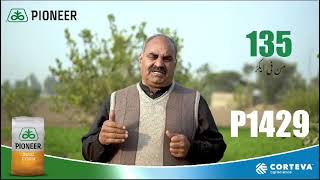 Gojra P1429 2