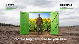 Arylex active - More flexibility in sunflowers