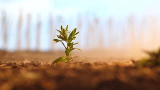 Paradigm™ Arylex™ active Herbicide | Corteva Agriscience Canada