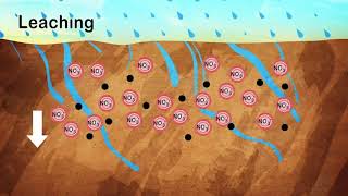 What Happens to Nitrogen in Soil After its Been Applied