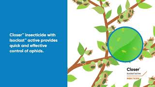 Crop Protection for a Healthier Blueberry Crop