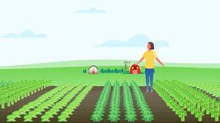 Insect, Weed and Disease control in Leafy Vegetable Crops