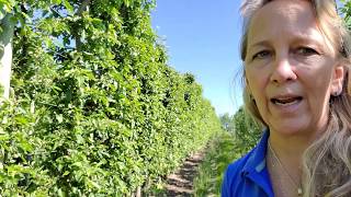 Closer SC, Delegate and Success for use in Apple Orchards