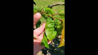 Using Closer™ insecticide to control Black Cherry aphids 