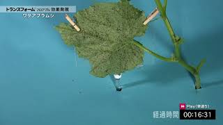野菜・果樹用殺虫剤トランスフォーム™フロアブル　ワタアブラムシに対する効果発現