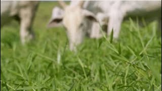 Turning Old Pastures New