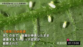 野菜・果樹用殺虫剤トランスフォーム™フロアブル　タバココナジラミ　バイオタイプQ成虫　直接散布での効果発現
