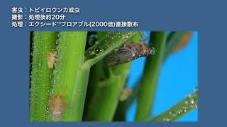 水稲用殺虫剤エクシード™フロアブル　ストレッチ症状
