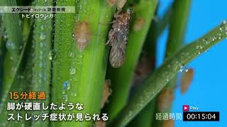 水稲用殺虫剤エクシード™フロアブル　トビイロウンカ直接散布での効果発現
