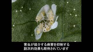 殺虫剤イソクラストの特長と効果
