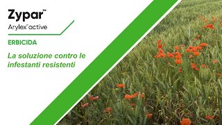Zypar, la soluzione contro le infestanti resistenti