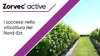 Zorvec active: successi nella vicoltura del Nord-Est