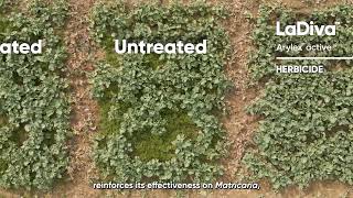 LaDiva from Corteva Controls Weeds in Winter Oilseed Rape