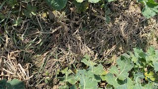 How to check if your propyzamide application is working