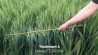 Univoq™ fungicide - Yellow Rust trial