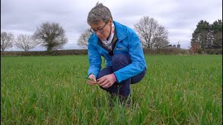 Effective fungicide strategies for winter wheat: Insights from Sally Harris